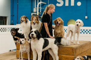 Dog Daycare Guide for the Contemporary Household