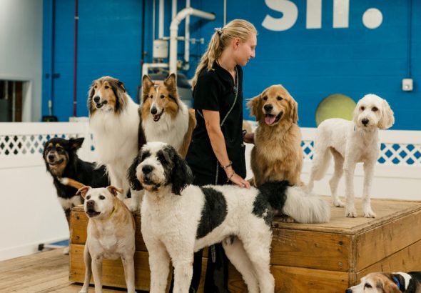 Dog Daycare Guide for the Contemporary Household